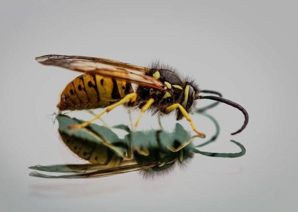 De diversiteit van wespen- en hoornaarsoorten wereldwijd